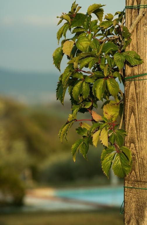 Agriturismo San Nicolo Montecastelli Pisano Eksteriør bilde